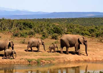 Afrika Safari Reise Serengeti